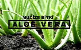 Mucize Bitki; Aloe Vera