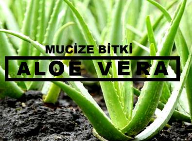 Mucize Bitki; Aloe Vera