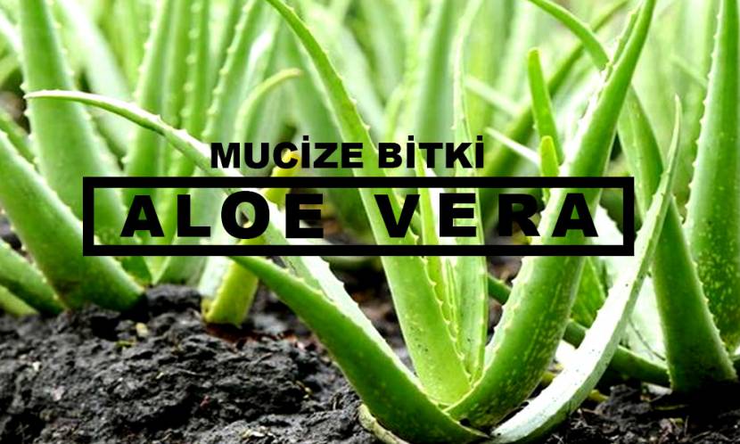Mucize Bitki; Aloe Vera